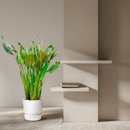 Strelitzia Reginae – Paradiesvogelblume – Zimmerpflanze 160cm – Ø30cm – Exotische Pflanze mit orangefarbenen Blüten – Pflegeleicht