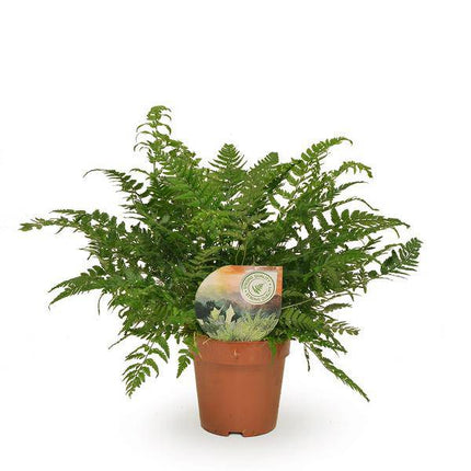 Schmaler Schildfarn – Polystichum Tsussimense / Athyrium – Zimmerpflanze – Ø12cm – ca. 30cm hoch – pflegeleichte Grünpflanze für Innenräume