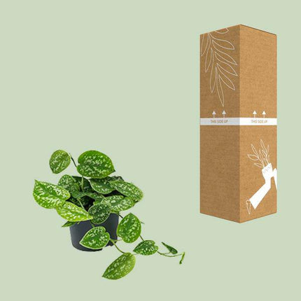 Efeutute Scindapsus Pictus Zimmerpflanze Ø12cm ↕20cm – pflegeleichte Grünpflanze für Wohnzimmer, Büro & helle Standorte kaufen
