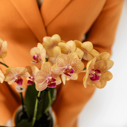 Phalaenopsis Orchidee Bozen Orange – Zimmerpflanze Ø9cm – inkl. Painted Stripe Topf Orange – Exotische Orchidee mit 2–3 Blütenstielen – Dekorative Blütenpflanze für Wohnzimmer & Büro