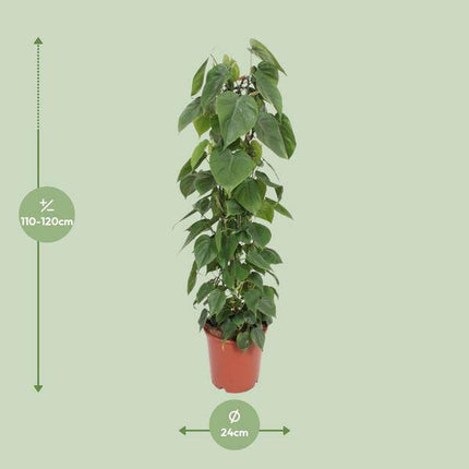 Baumfreund – Philodendron Scandens – Zimmerpflanze – Ø24cm – ↕120cm – herzförmige Blätter – pflegeleichte Kletterpflanze & Luftreiniger – tropische Hängepflanze für Zuhause & Büro