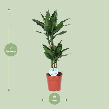 Drachenbaum Dracaena Janet Lind Zimmerpflanze Ø17cm ↕70cm – pflegeleichte Grünpflanze für Wohnzimmer, Büro & helle Standorte kaufen