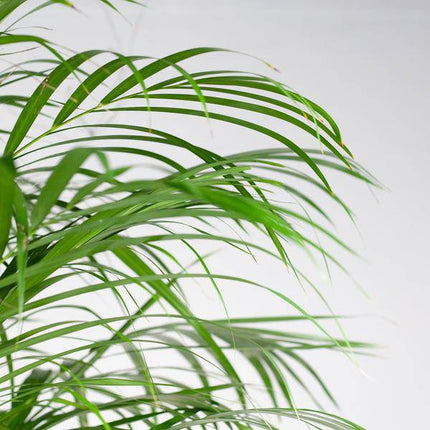 Areca-Palme Dypsis – Goldfruchtpalme – Zimmerpflanze – 120 cm – Ø24 cm – inkl. Pflanzkorb Torun – Luftreinigende Palme für Wohnzimmer und Büro