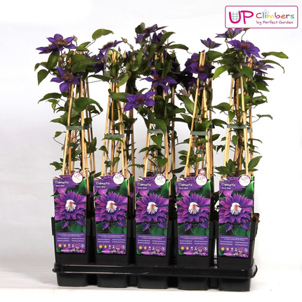 Waldrebe Clematis Multi Blue Kletterpflanze Ø15cm ↕65cm – winterharte Pflanze für Garten, Balkon, Terrasse, Kübel & Beet online kaufen