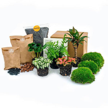 Flaschengarten – Set Dschungel 5 – DIY Pflanzenterrarium mit Coffea, Farn, Palme & Fittonia – Nachfüllpack & Starter – Kit