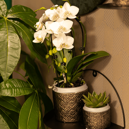 Weiße Phalaenopsis-Orchidee Niagara Fall – Ø9cm – Blühende Zimmerpflanze – Luxuriöse, langlebige weiße Blüten – 35-40cm hoch