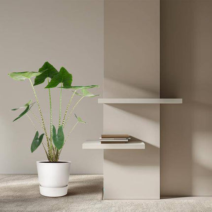 Tiger-Pfeilblatt – Alocasia Zebrina – Zimmerpflanze – 130cm – Ø32cm – tropische Grünpflanze mit Zebramuster-Stielen – dekorative Indoor-Pflanze