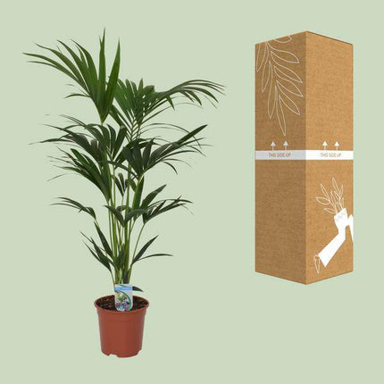 Kentia Palme Howea forsteriana – Zimmerpflanze – Ø21cm – 120cm Höhe – tropische Zimmerpalme – luftreinigend & pflegeleicht