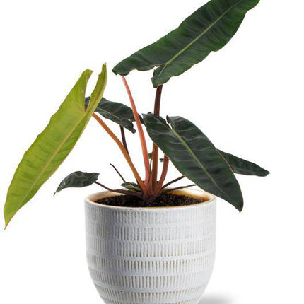 Philodendron Billietiae – Baumfreund – Zimmerpflanze Ø12cm ↕25cm – Exotisch & Pflegeleicht – inkl. Beau Topf Weiß Ø14x13cm