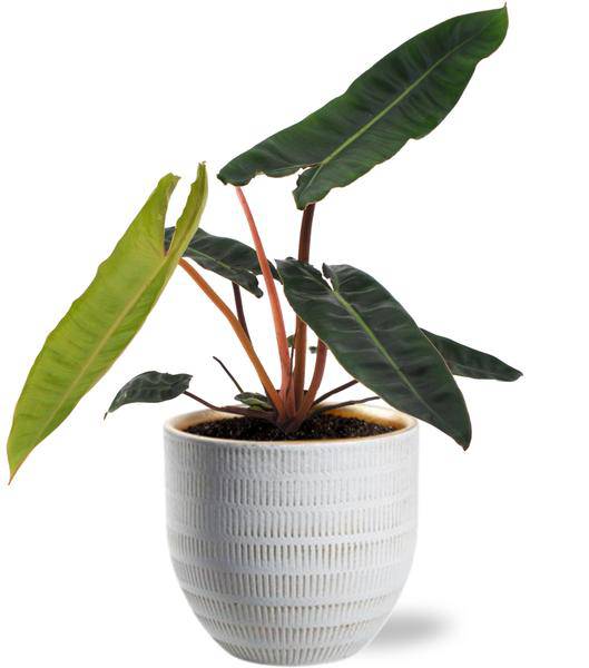 Philodendron Billietiae – Baumfreund – Zimmerpflanze Ø12cm ↕25cm – Exotisch & Pflegeleicht – inkl. Beau Topf Weiß Ø14x13cm