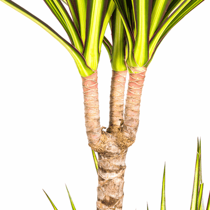 Dracaena Marginata Sunray Drachenbaum – Zimmerpflanze Ø19cm – ca. 80-100cm hoch – Tropischer Akzent mit grünen und gelben Blättern