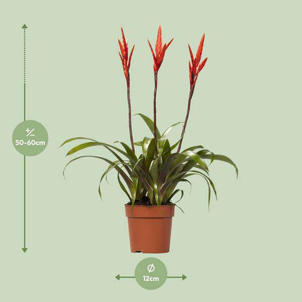 Bromelie – Vriesea Elan Toef – Ø12cm – ca. 55cm hoch – pflegeleichte Zimmerpflanze mit tropischem Flair – luftreinigende Grünpflanze