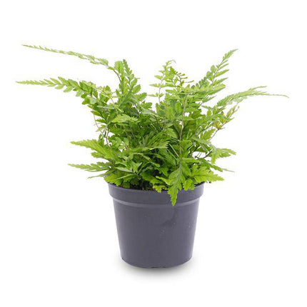 Farn – Athyrium spicatum – Terrarienpflanze – Kompakte Zimmerpflanze mit filigranen, grünen Wedeln – Ideal für Terrarium, Flaschengarten & feuchtigkeitsliebende Pflanzensets