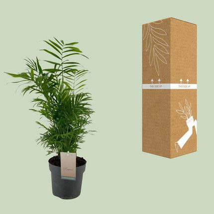 Mexikanische Bergpalme Chamaedorea Elegans – Ø17cm – ↕50cm – Pflegeleichte Zimmerpalme mit luftreinigender Wirkung – Tropische Grünpflanze für Wohnzimmer, Büro & Schlafzimmer