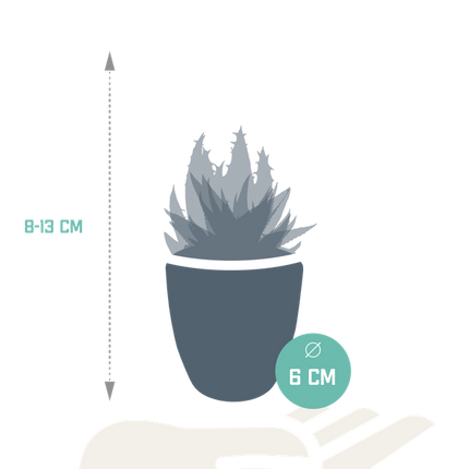 Sukkulenten Mix Gasteria & Haworthia – 5 Pflanzen – Ø5,5cm Zimmerpflanzen im weißen Topf – Verschiedene Mini-Sukkulenten – Pflegeleichte Pflanzen für Fensterbank, Büro & Wohnzimmer