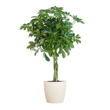 Schefflera Arboricola Nora – Birkenfeige – Zimmerpflanze inkl. Übertopf – ↕70cm – Ø21cm – Handförmige Blätter – Pflegeleicht & dekorativ