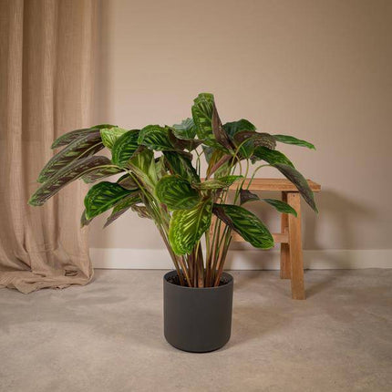 Calathea Flamestar – Pfauenpflanze – Ø19cm – ↕75cm – Exotische Zimmerpflanze mit gemusterten Blättern – Luftreinigend, pflegeleicht & dekorativ