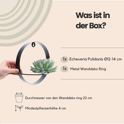 Sukkulente Echeveria Pulidonis – Rootless Schnitt-Sukkulente – Ø12-14cm Rosette im schwarzen Wanddeko Ring Ø20cm – Pflegeleichte Zimmerdeko & Geschenkidee