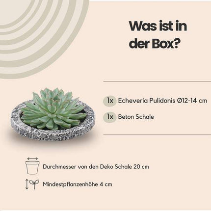 Sukkulente – Echeveria pulidonis Rootless – Ø20cm Schale „Concrete“ – Zimmerpflanze ohne Wurzeln – Pflegeleichte Schnitt-Sukkulente als Deko für Zuhause & Feste