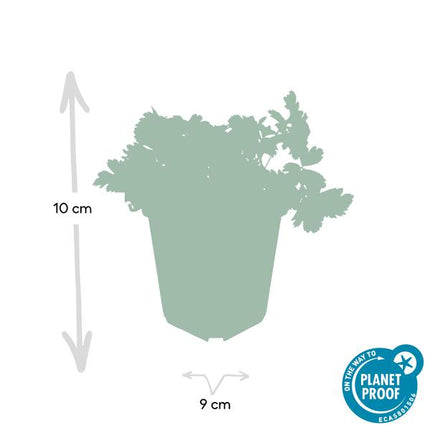 Waldsteinie Waldsteinia ternata – 6 Pflanzen – Bodendeckerpflanze 10–25 cm – Ø9 cm – Sonnig & Schattig – Gelbe Blüten