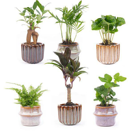 Zimmerpflanzen Set mit 6 Pflanzen + Keramik – Topfset Barcelona – kompakt & stilvoll – Palme
