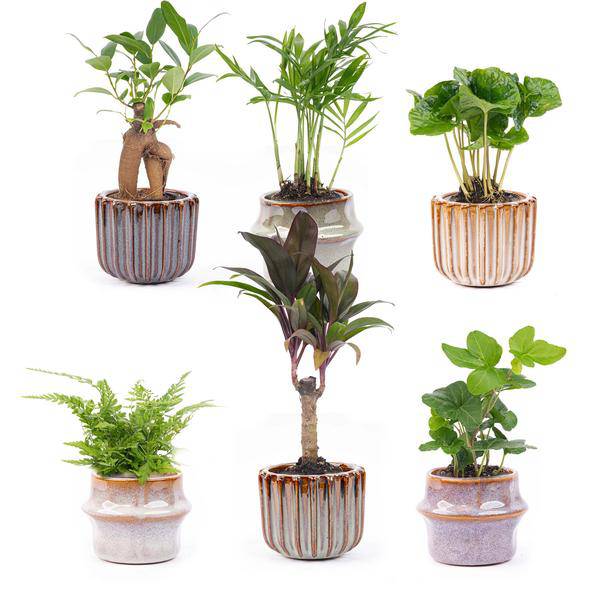 Zimmerpflanzen Set mit 6 Pflanzen + Keramik – Topfset Barcelona – kompakt & stilvoll – Palme