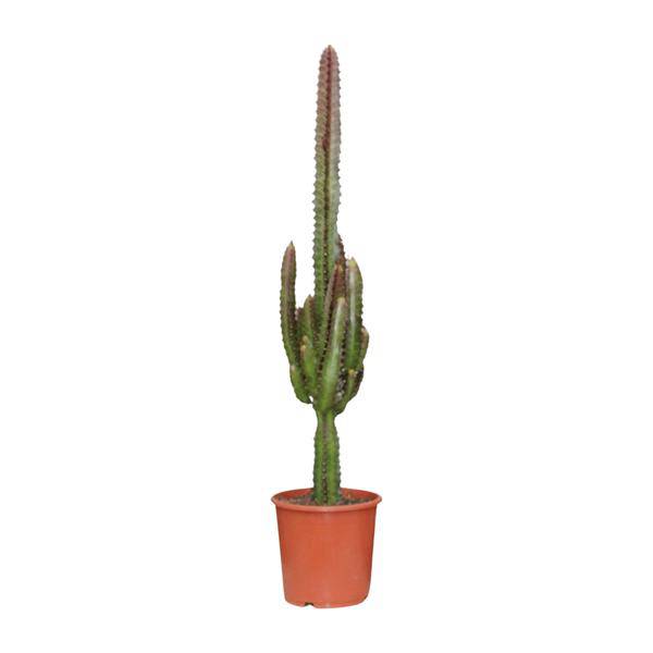 Dreikantige Wolfsmilch Euphorbia Trigona Rubra Zimmerpflanze Ø17cm ↕70cm – pflegeleichte Sukkulente für Wohnzimmer, Büro & helle Standorte kaufen