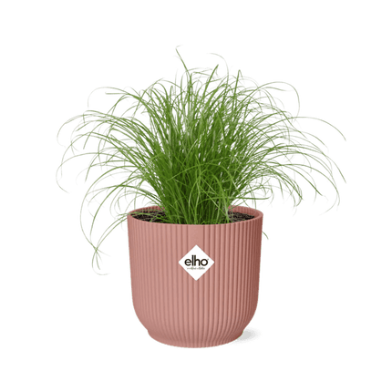 Wechselblättriges Zyperngras Cyperus Alternifolius Zumula – Schirmgras Zimmerpflanze inkl. Ziertopf Vibes Fold Rosa Ø14cm – Pflegeleicht & luftreinigend – Dekorative Sumpfpflanze für Wohnzimmer & Büro