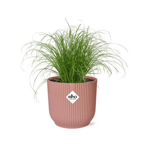 Wechselblättriges Zyperngras Cyperus Alternifolius Zumula – Schirmgras Zimmerpflanze inkl. Ziertopf Vibes Fold Rosa Ø14cm – Pflegeleicht & luftreinigend – Dekorative Sumpfpflanze für Wohnzimmer & Büro