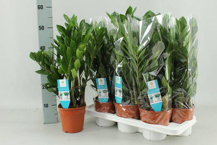 Zamioculcas Zamiifolia – Glücksfeder – Ø14cm – ↕55cm – Pflegeleichte Zimmerpflanze – Robust & dekorativ – Für Büro & Zuhause