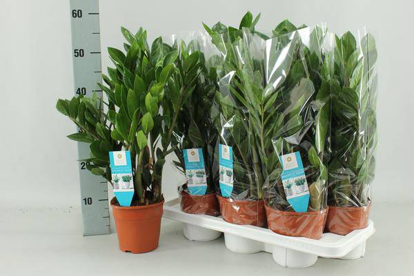 Zamioculcas Zamiifolia – Glücksfeder – Ø14cm – ↕55cm – Pflegeleichte Zimmerpflanze – Robust & dekorativ – Für Büro & Zuhause