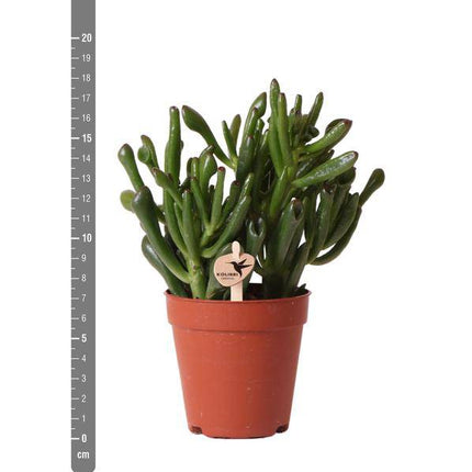 Sukkulente - Crassula Hobbit - Zimmerpflanze - Ø9cmaSukkulente Crassula Hobbit – Robuste Zimmerpflanze – Ø9cm – Kleine, pflegeleichte Grünpflanze für Zuhause und Büro