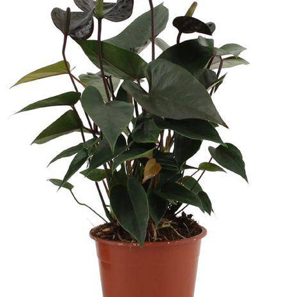 Anthurium Black Love – Flamingoblume – Zimmerpflanze – Ø12cm – ↕36cm – Elegante Anthurie mit glänzenden Blättern & herzförmigen Blüten – Luftreinigende Zimmerpflanze