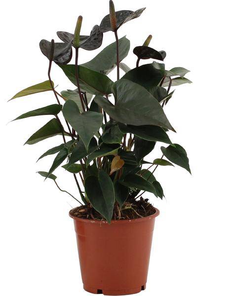 Anthurium Black Love – Flamingoblume – Zimmerpflanze – Ø12cm – ↕36cm – Elegante Anthurie mit glänzenden Blättern & herzförmigen Blüten – Luftreinigende Zimmerpflanze