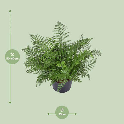 Nestfarn – Asplenium Parvati – Zimmerpflanze – Ø23cm – 55cm hoch – pflegeleichte Grünpflanze für Innenräume – dekorativer Farn für Wohnzimmer & Büro