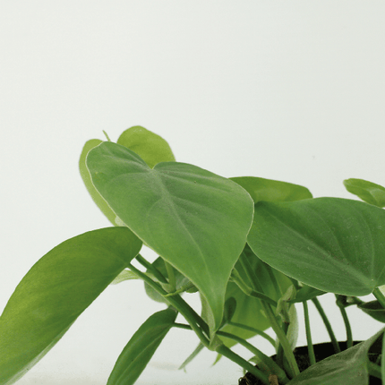 Baumfreund – Philodendron Scandens – Zimmerpflanze – Ø12cm – ca. 5cm hoch – 2 Pflanzen – pflegeleichte Grünpflanze mit herzförmigen Blättern