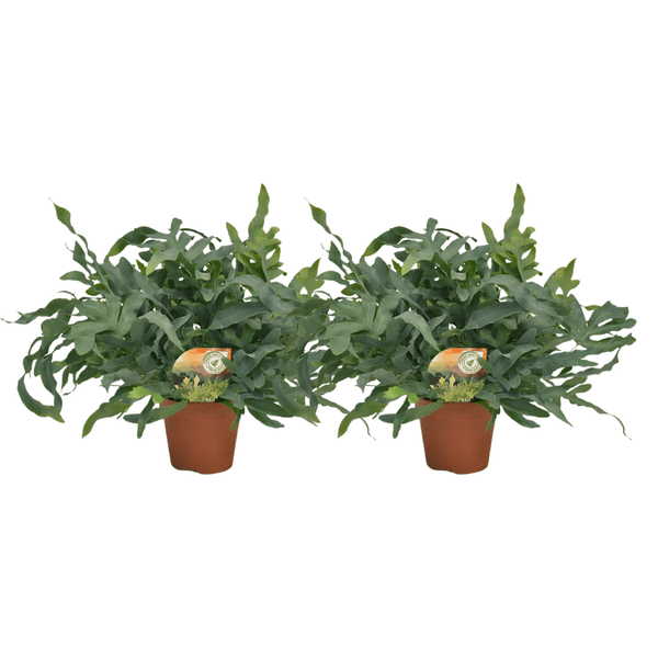 Phlebodium Blue Star – Tüpfelfarn Zimmerpflanze – 2 Pflanzen – Ø17cm – ca. Ø60cm Wuchsbreite – Blaugrüner Farn für Wohnzimmer, Bad & Büro – Elegante Zimmerpflanzen