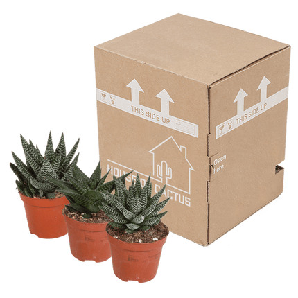 Sukkulenten Mix Gasteria & Haworthia – 3 Pflanzen – Ø8,5cm Zimmerpflanzen – Verschiedene Mini-Sukkulenten – Pflegeleichte Pflanzen für Fensterbank, Büro & Wohnzimmer