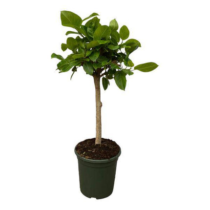 Ficus Altissima variegata – Feigenbaum – Zimmerpflanze – 150cm hoch – Ø33cm – dekorative Grünpflanze mit panaschierten Blättern für Wohnzimmer, Büro & Wintergarten