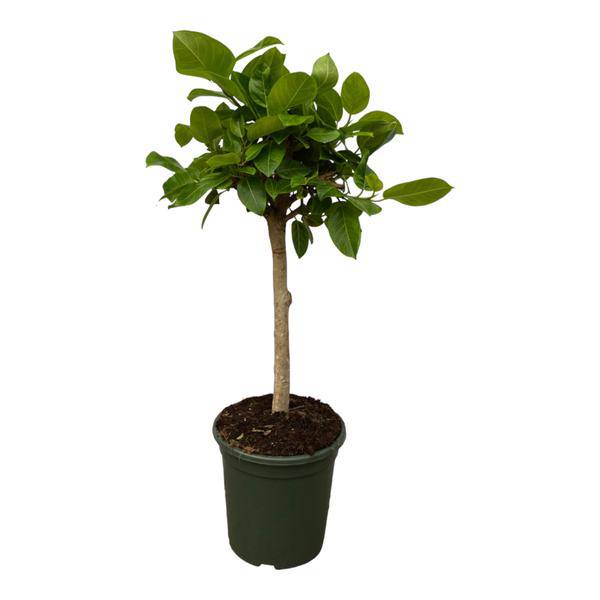 Ficus Altissima variegata – Feigenbaum – Zimmerpflanze – 150cm hoch – Ø33cm – dekorative Grünpflanze mit panaschierten Blättern für Wohnzimmer, Büro & Wintergarten
