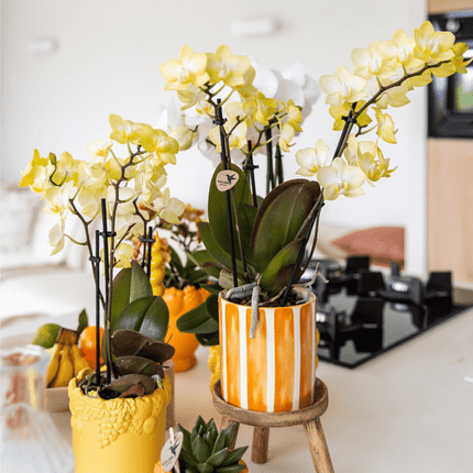 Dekotopf Keramik – Blumentopf Bemalter Streifen Orange – Ø9cm – Modernes Pflanzgefäß für Zimmerpflanzen & Deko