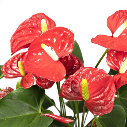 Flamingoblume - Anthurium Rot - Zimmerpflanze - Ø17cm - ↕55cm – Elegante rote Blüten – Pflegeleichte Zimmerpflanze