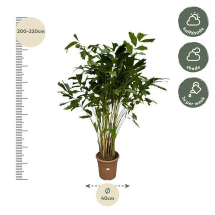 Caryota Mitis – Fischschwanzpalme – Zimmerpflanze ↕210cm – Ø40cm – Tropische Rarität mit gefiederten Blättern – XXL Palme für Zimmer & Büro