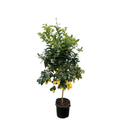 Orangenbaum – Citrus Calamondin – Zitruspflanze 200cm – Ø40cm – Immergrüne Kübelpflanze mit duftenden Blüten & Früchten – Mediterraner Zitronenbaum für Garten, Terrasse & Wintergarten