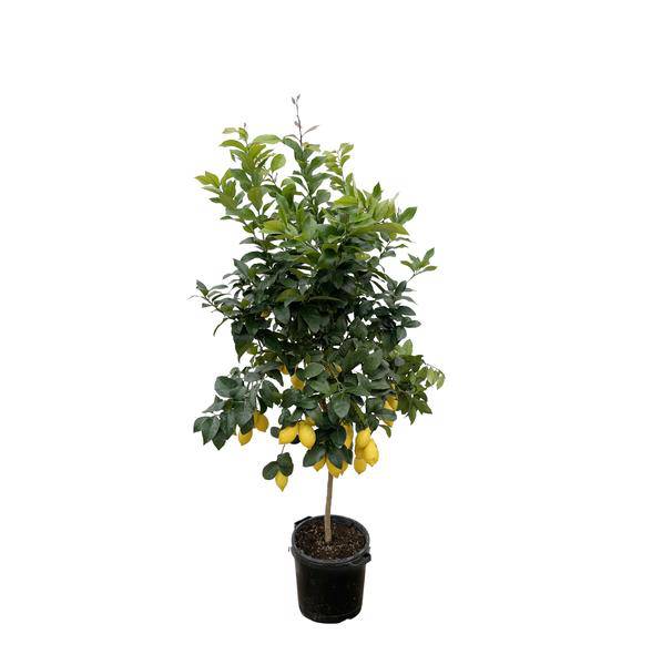 Orangenbaum – Citrus Calamondin – Zitruspflanze 200cm – Ø40cm – Immergrüne Kübelpflanze mit duftenden Blüten & Früchten – Mediterraner Zitronenbaum für Garten, Terrasse & Wintergarten