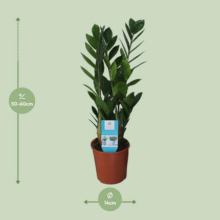 Glücksfeder Zamioculcas Zamiifolia Zimmerpflanze Ø14cm ↕55cm – pflegeleichte Grünpflanze für Wohnzimmer, Büro & helle Standorte kaufen