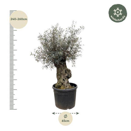 Olivenbaum – Olea Europaea Bonsai 250cm – Ø65cm – XXL-Mediterrane Kübelpflanze mit silbergrünen Blättern – Edler Olivenbaum für Garten, Terrasse & Wintergarten – Pflegeleicht