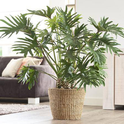 Korb – Jip Natur – XL – H31cm B37cm – Blumentopf aus Seegras – Handgefertigt – Nachhaltig – Dekokorb in Hellbraun