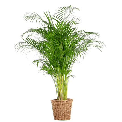Areca-Palme Dypsis – Goldfruchtpalme – Zimmerpflanze – 120 cm – Ø24 cm – inkl. Pflanzkorb Torun – Luftreinigende Palme für Wohnzimmer und Büro