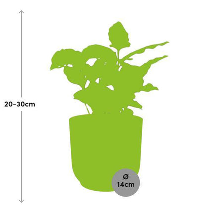 Kaffee Pflanze – Coffea Arabica – Zimmerpflanze im Topf Vibes Fold 14cm Rosa – tropische Kaffeepflanze für Zuhause & Büro